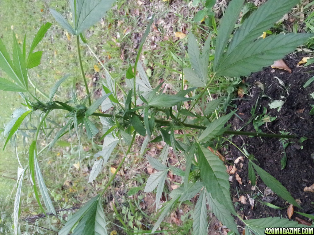 Female_budding_5_20_13_trimmed.jpg