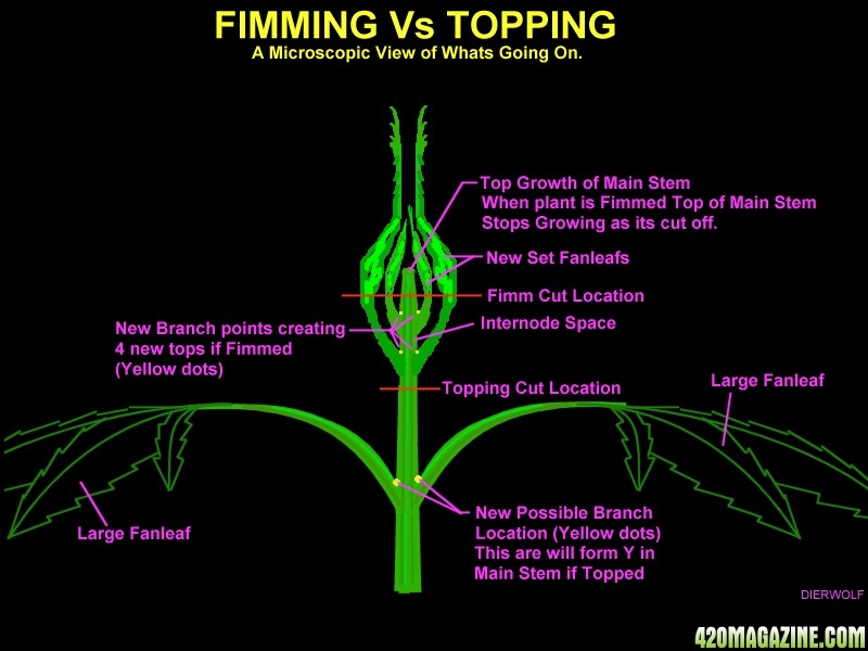 Fimming_v_topping3.jpg