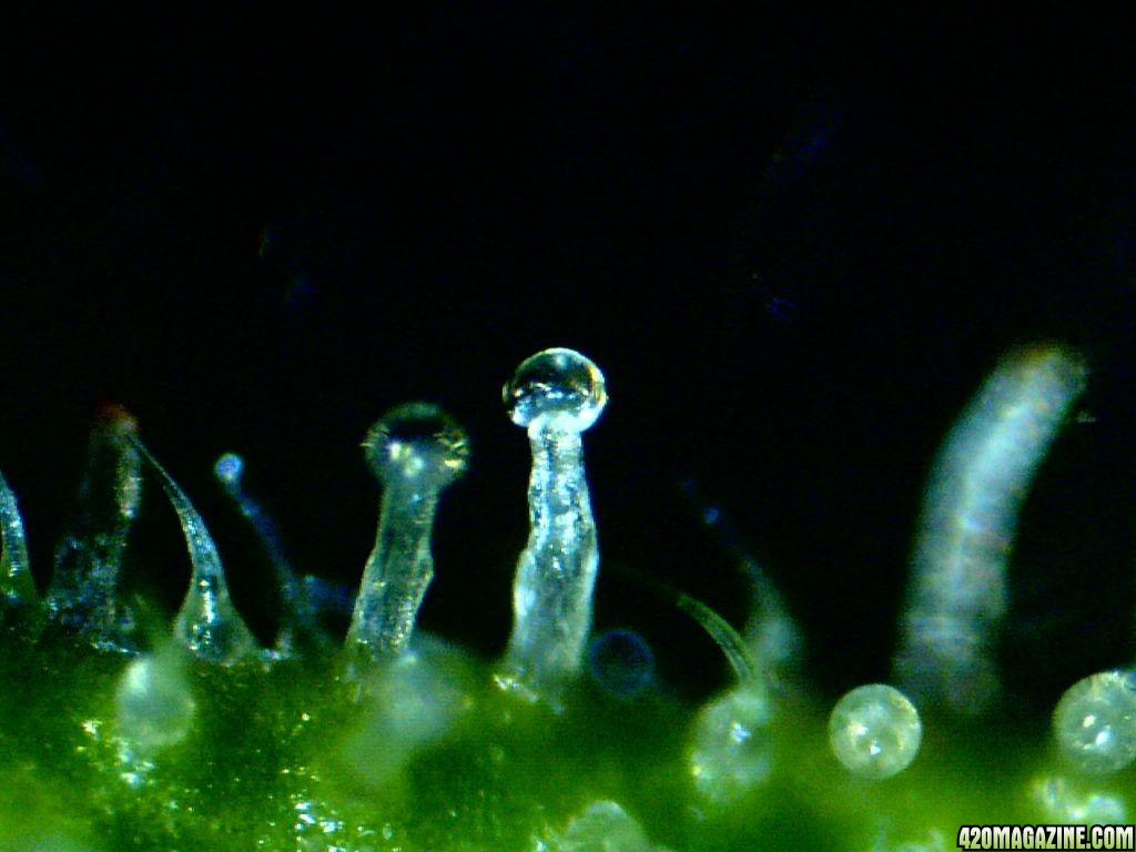 First_Microscope_Pics_06.jpg