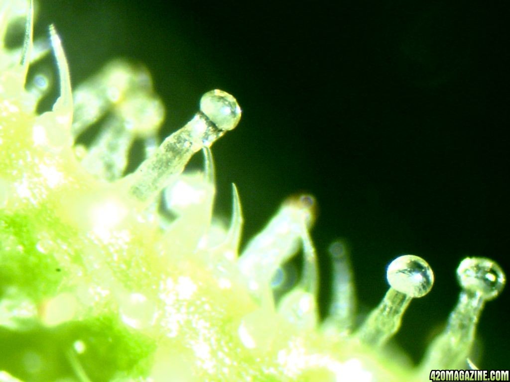 First_Microscope_Pics_09.jpg