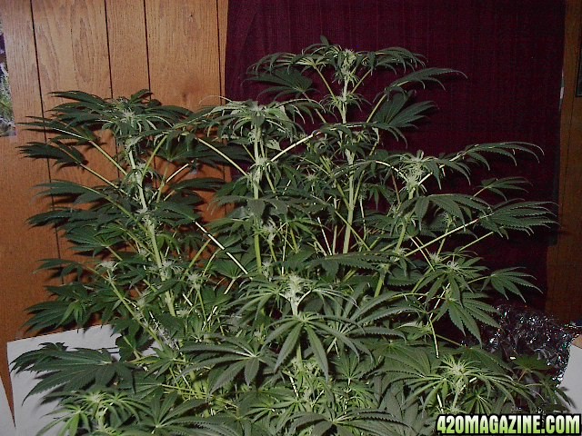 First_bubble_grow_018.jpg