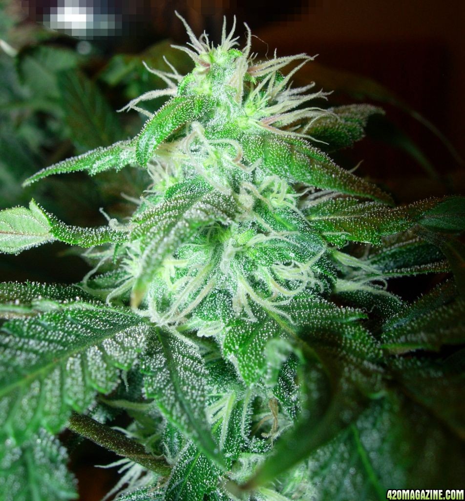 Flower_day_42_5.jpg