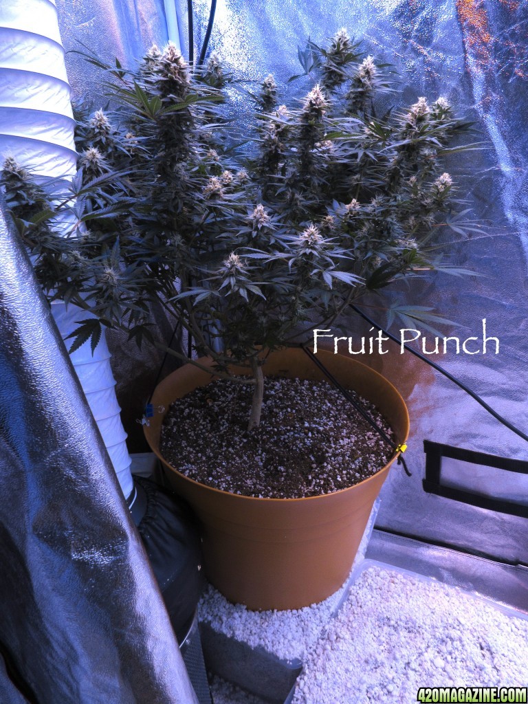 FruitPunch1_2-9-16.jpg