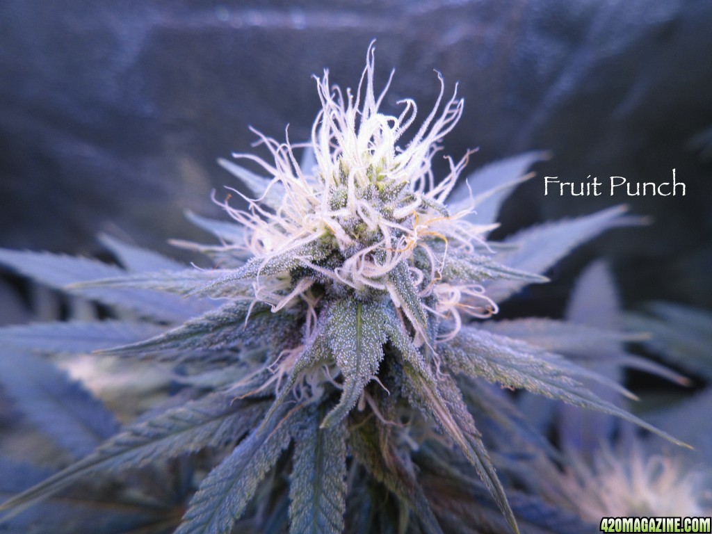 FruitPunchBud_2-17-161.jpg