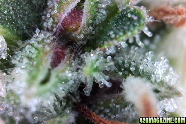 FruitPunchTopBud_3-8-16.jpg