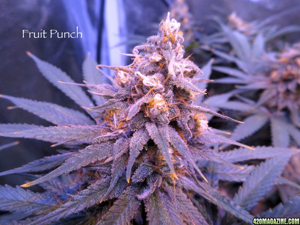 FruitPunch_Bud_3-6-16.jpg