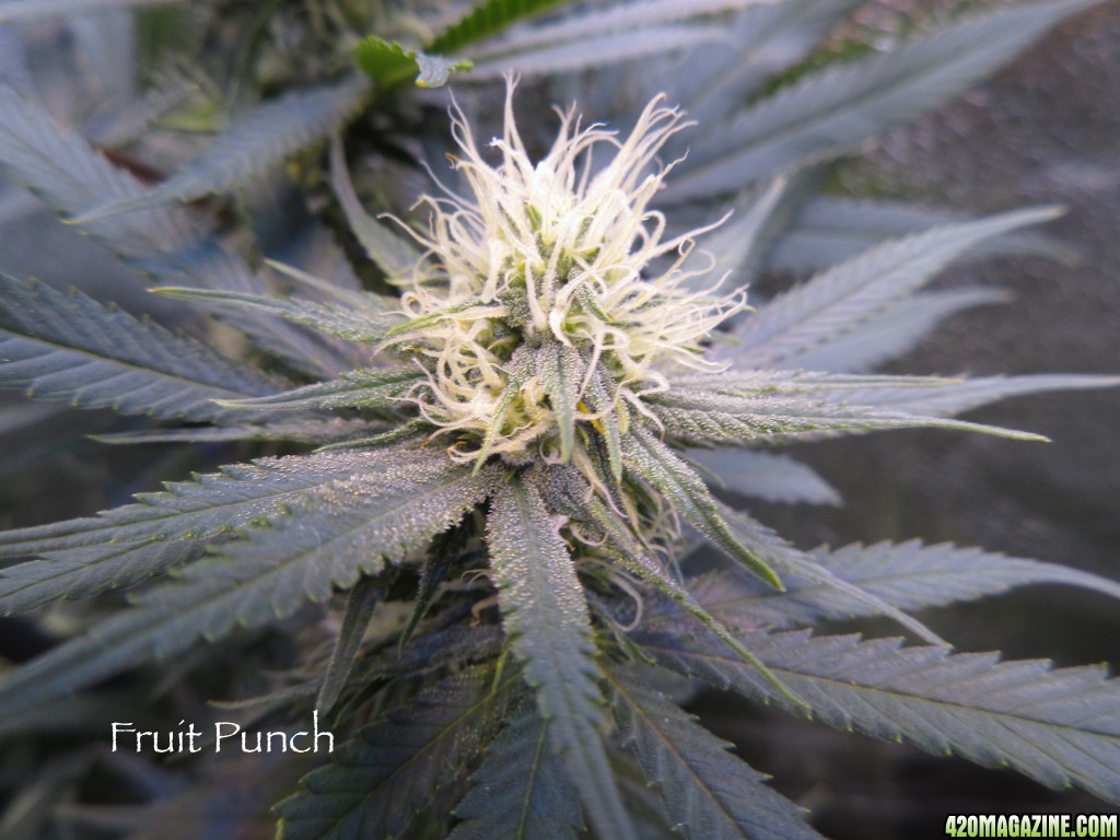 Fruit_Punch2-13-16_.jpg