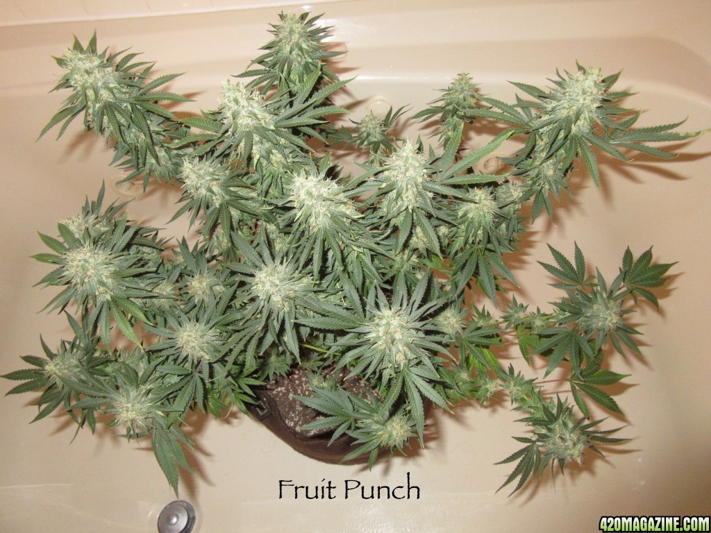 Fruit_Punch_2_3-3-16.jpg