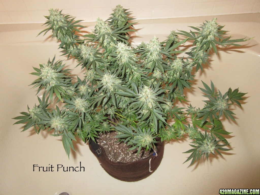 Fruit_Punch_2_front_3-3-16.jpg