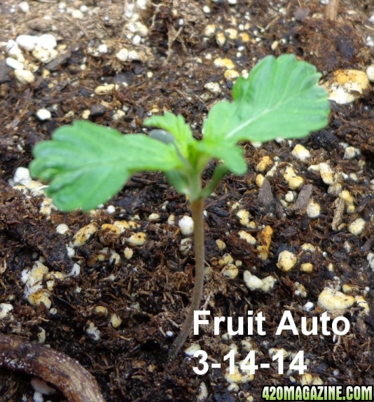 Fruit_auto_3-14.jpg