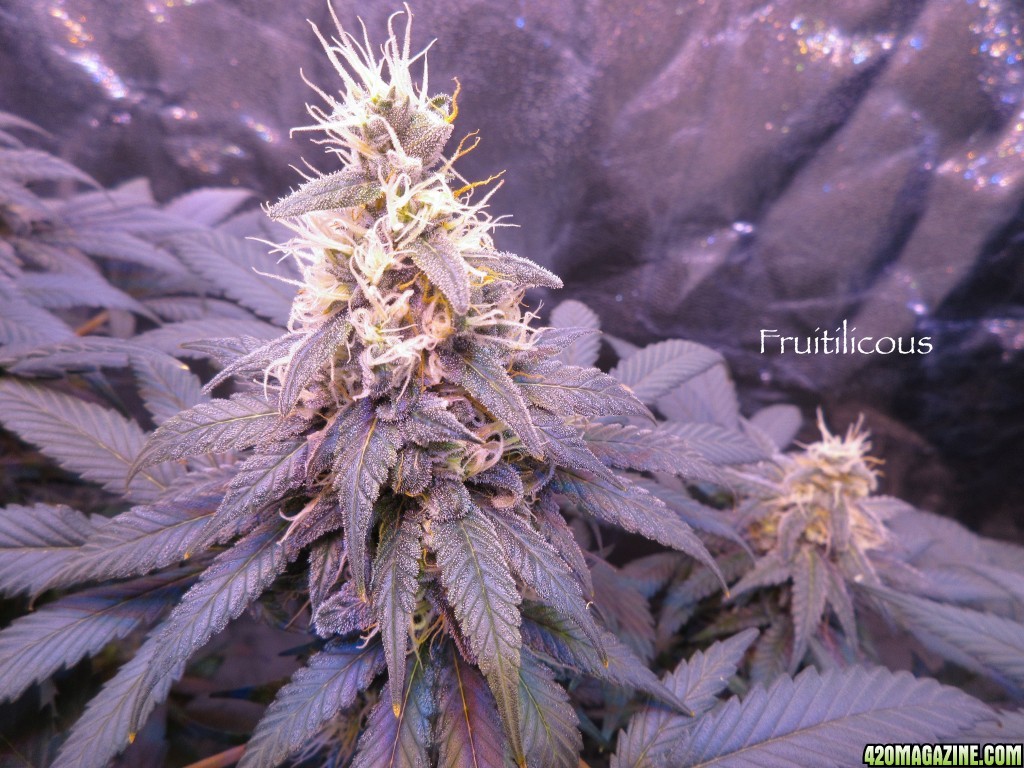 Fruitilcious_Bud_4-19-16.jpg