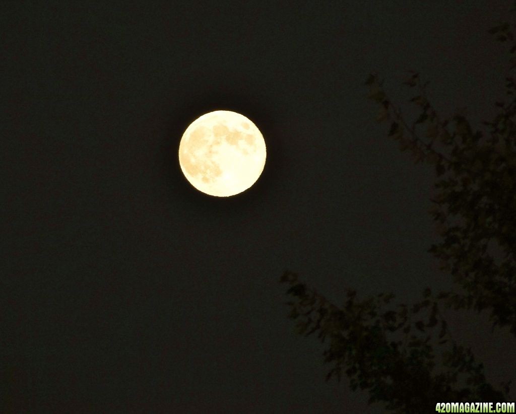 Full_Harvest_Moon_Photo.JPG