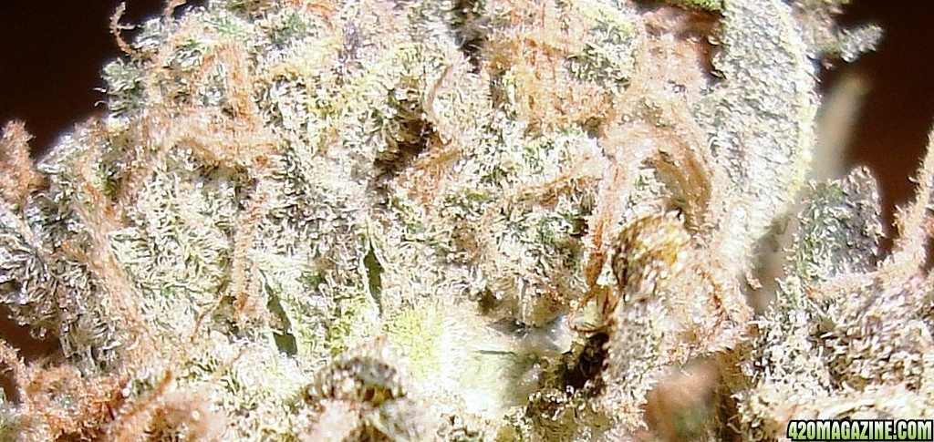 G10_PE_bud_dry_cu.jpg