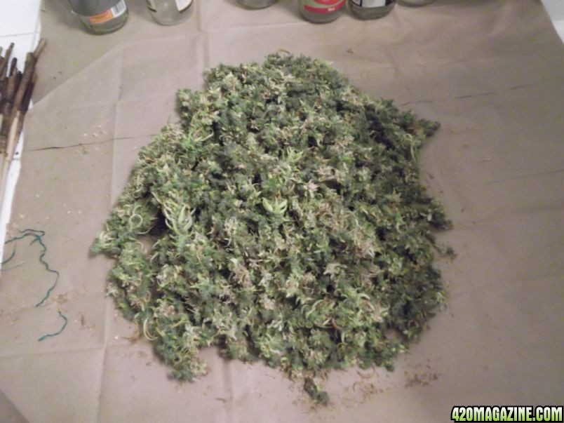 G13Harvest.jpg