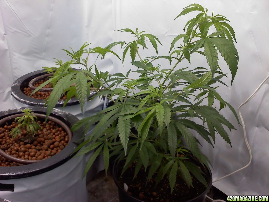 G13_Haze_6_weeks_12-3-11_plant_2.jpg