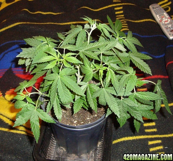 G16_Ch2_9wk.jpg