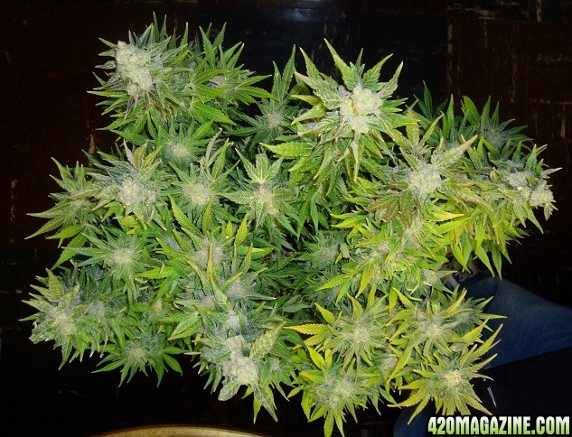 G16_Ch_9wk_flwr1topof.jpg