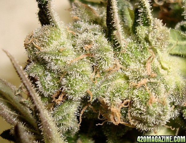 G16_Ch_harvest_bud_cu.jpg