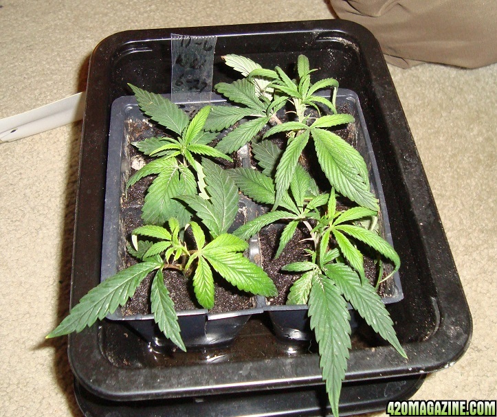 G16_WW_clones_1wk.jpg