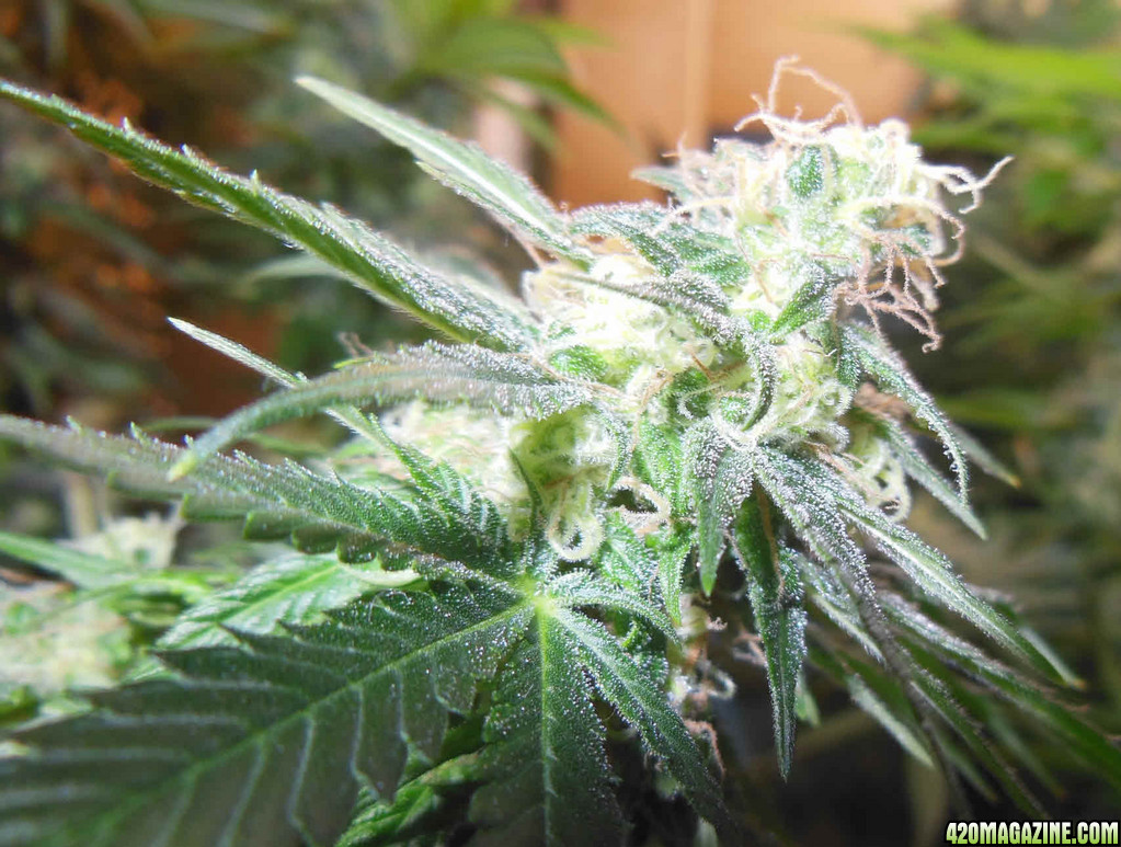 G2-112days-bud1.jpg