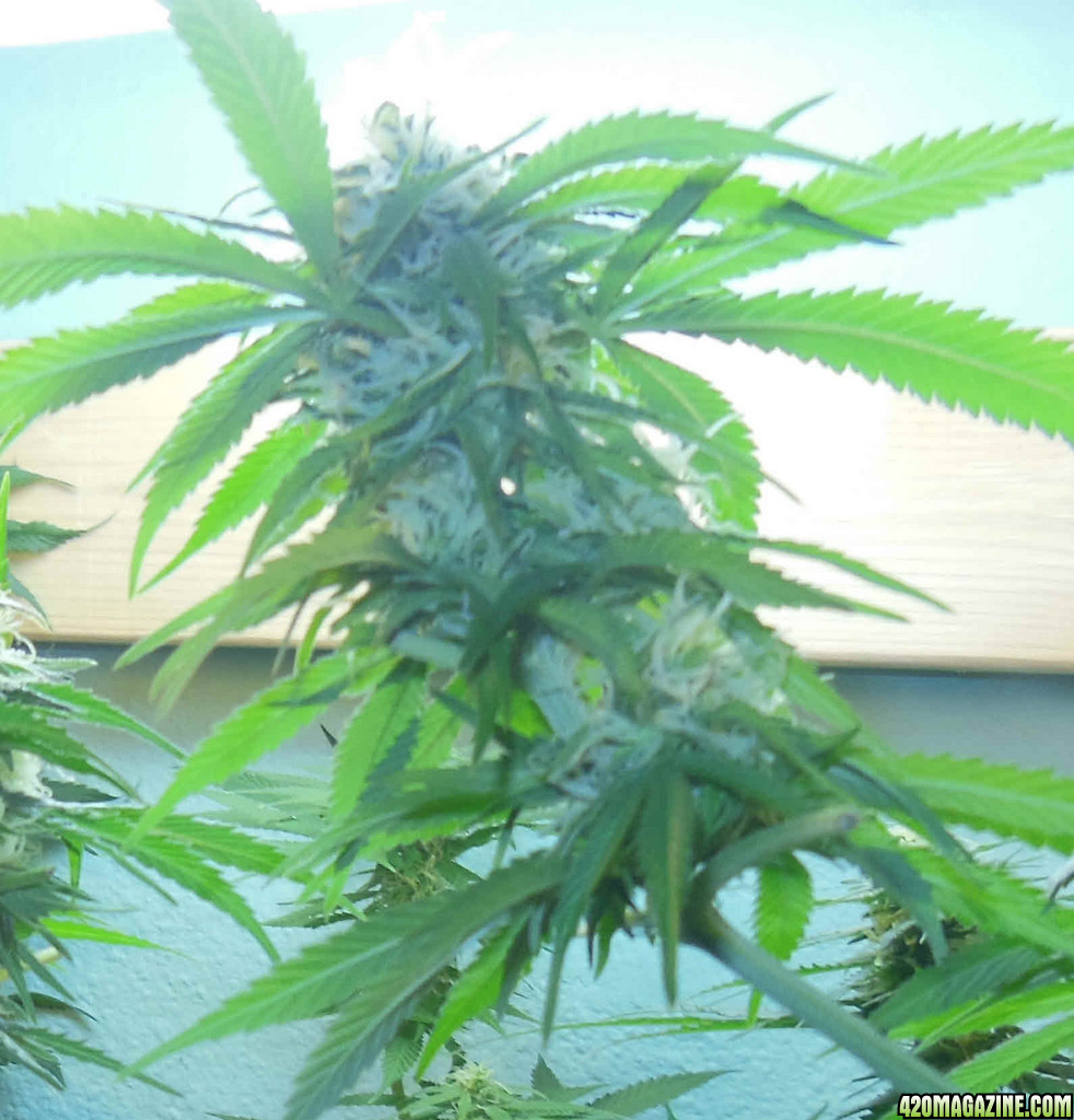 G2-96-days-bud.jpg