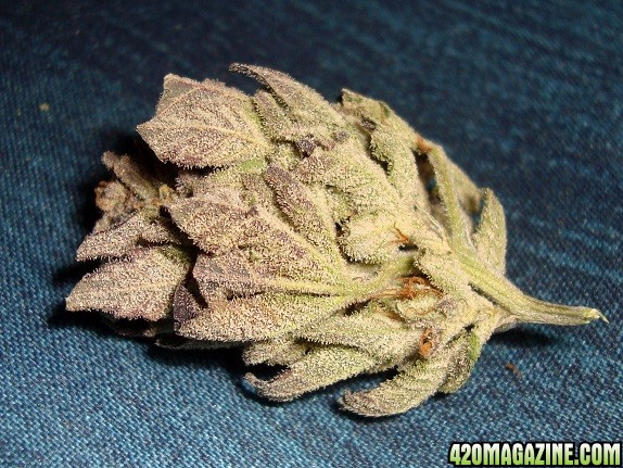 G20_Cd_PD_bud_1b.jpg