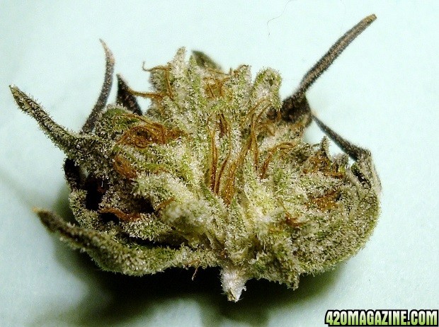 G20_Cd_PD_bud_2.jpg