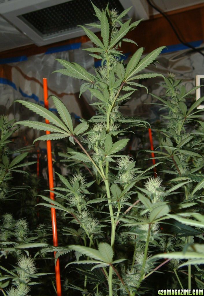 GROW_ROOM_61.JPG