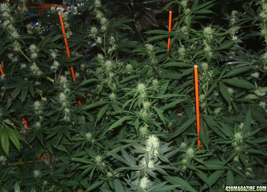 GROW_ROOM_64.JPG