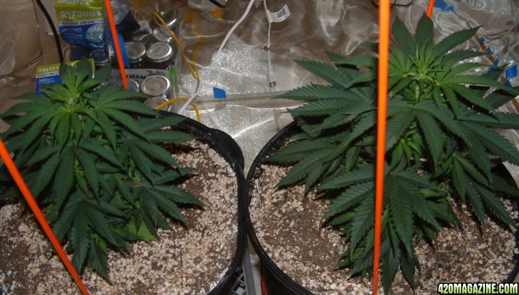 GROW_ROOM_65.JPG