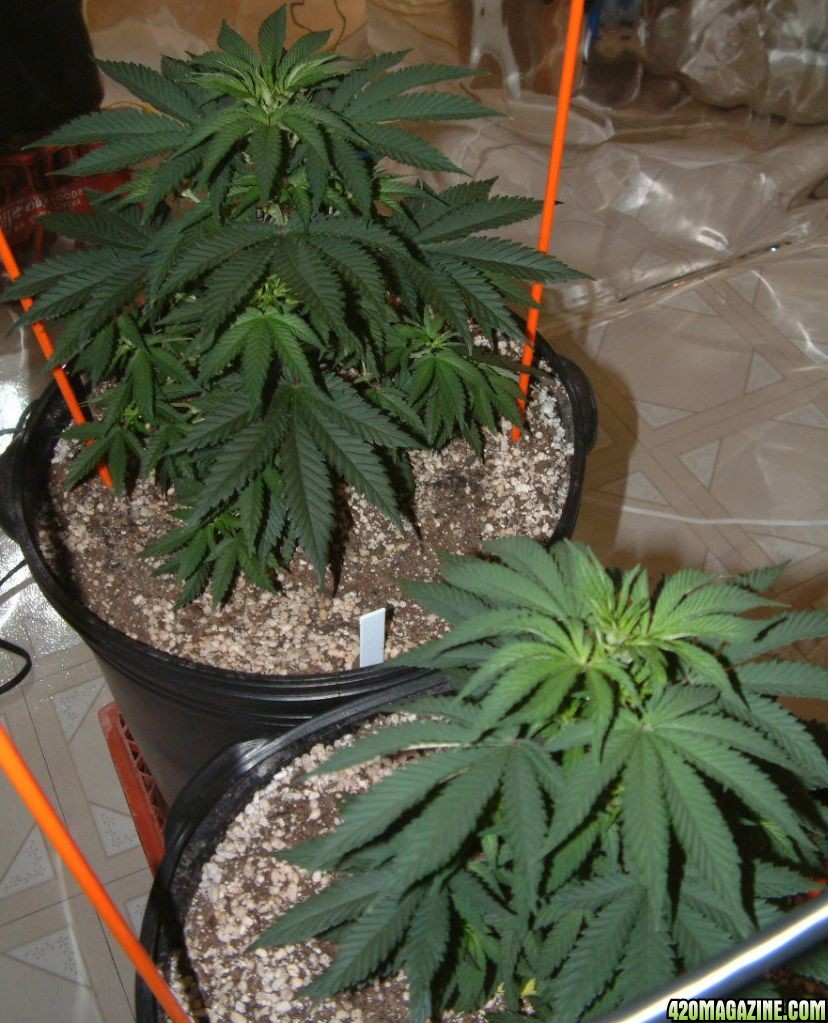 GROW_ROOM_67.JPG