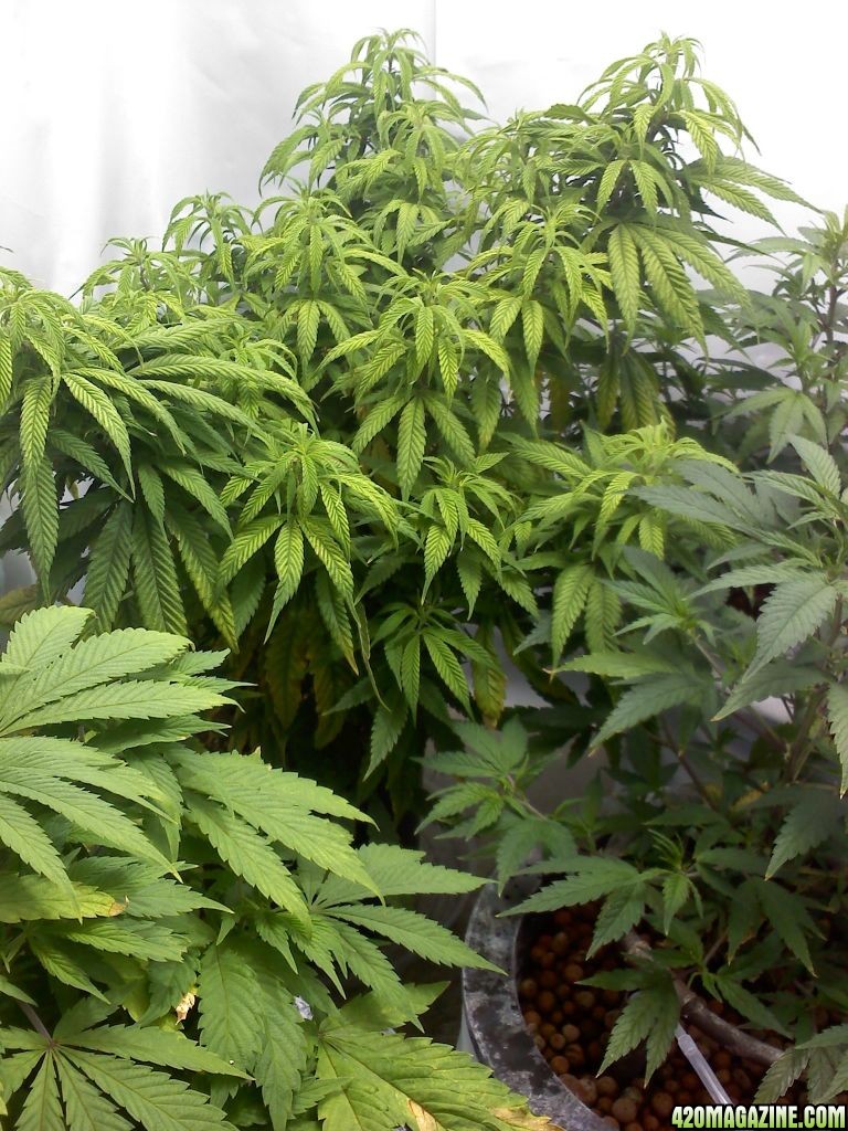 G_13_Haze_plant_1_01-04-2012.jpg