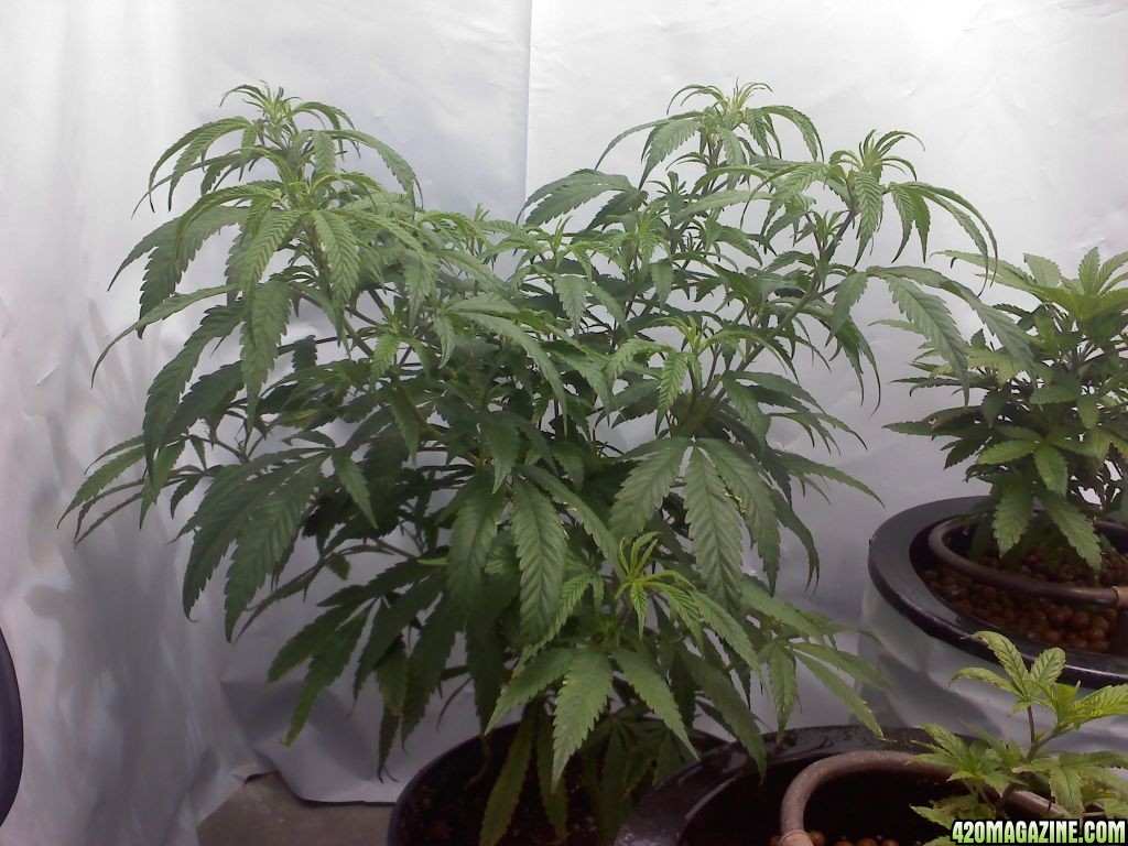 G_13_haze_plant_2_12-8-11.jpg