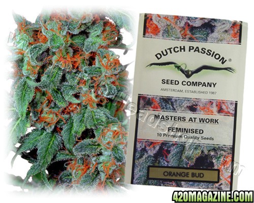 G_orange-bud-feminized-seeds-dutch-passion_1-2.jpg