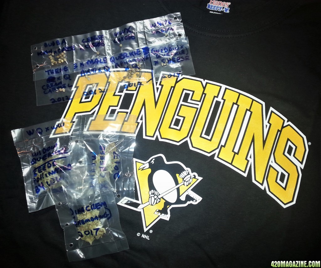 Go_Penguins.jpg