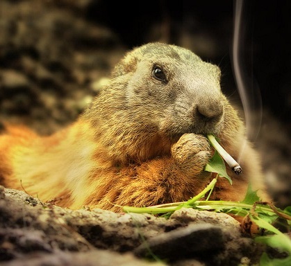 Gopher_smoking_joint.jpg