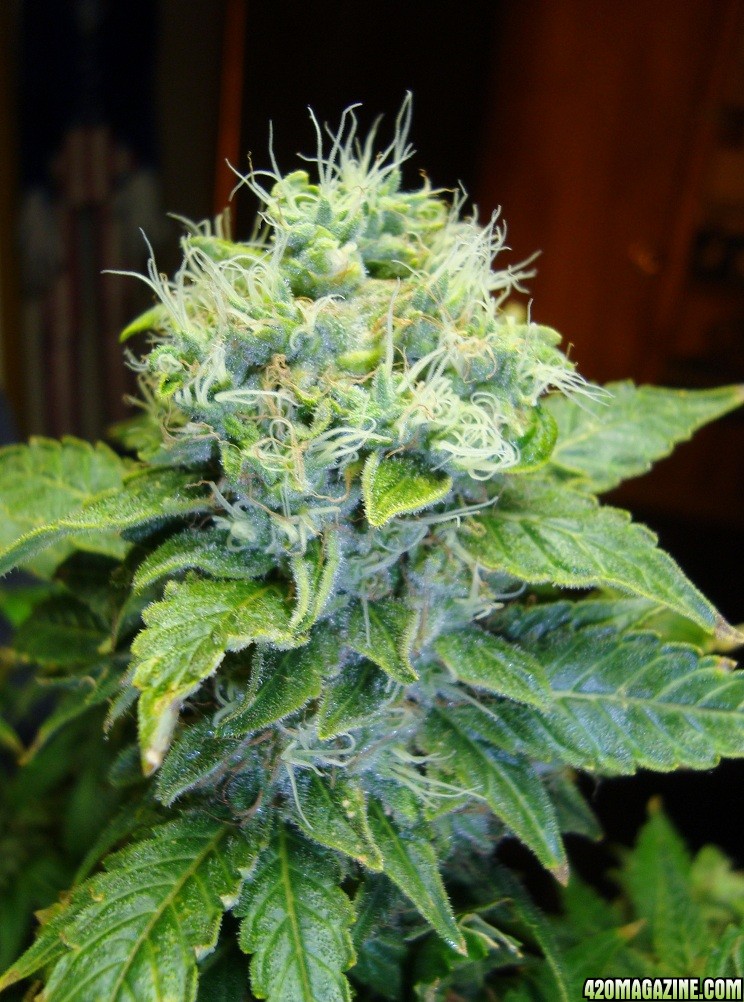 Green_Poison_bud1_8wks_flwr.jpg