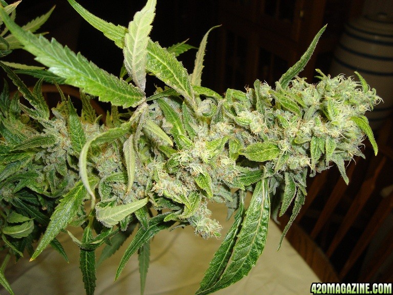 Green_Poison_bud2_8hwks_flwr.jpg