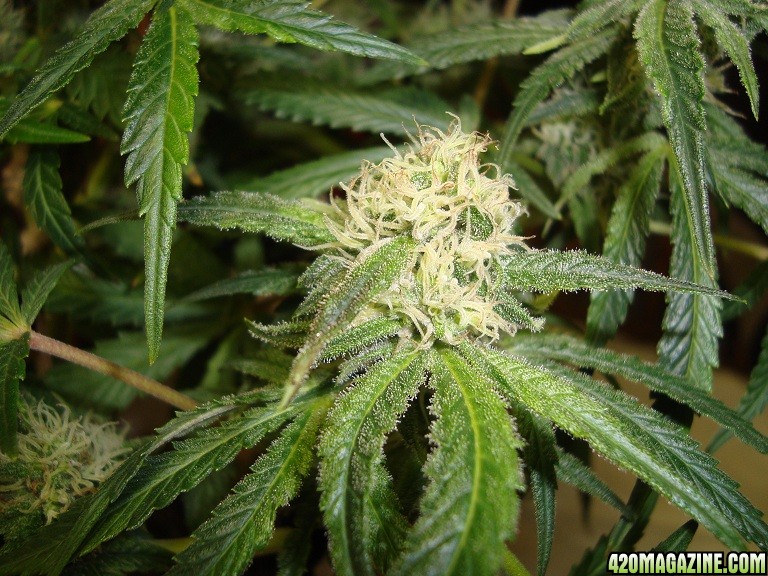 Green_Poison_bud_5wks_flwr.jpg