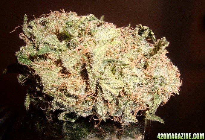 Green_Poison_bud_dry_2.jpg