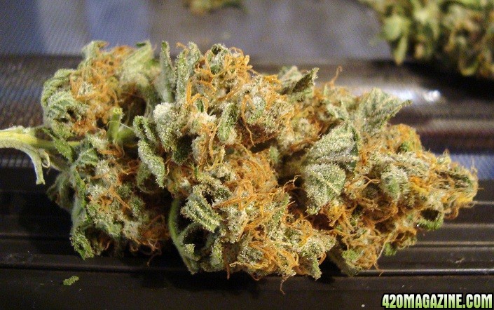 Green_Poison_bud_dry_3.jpg