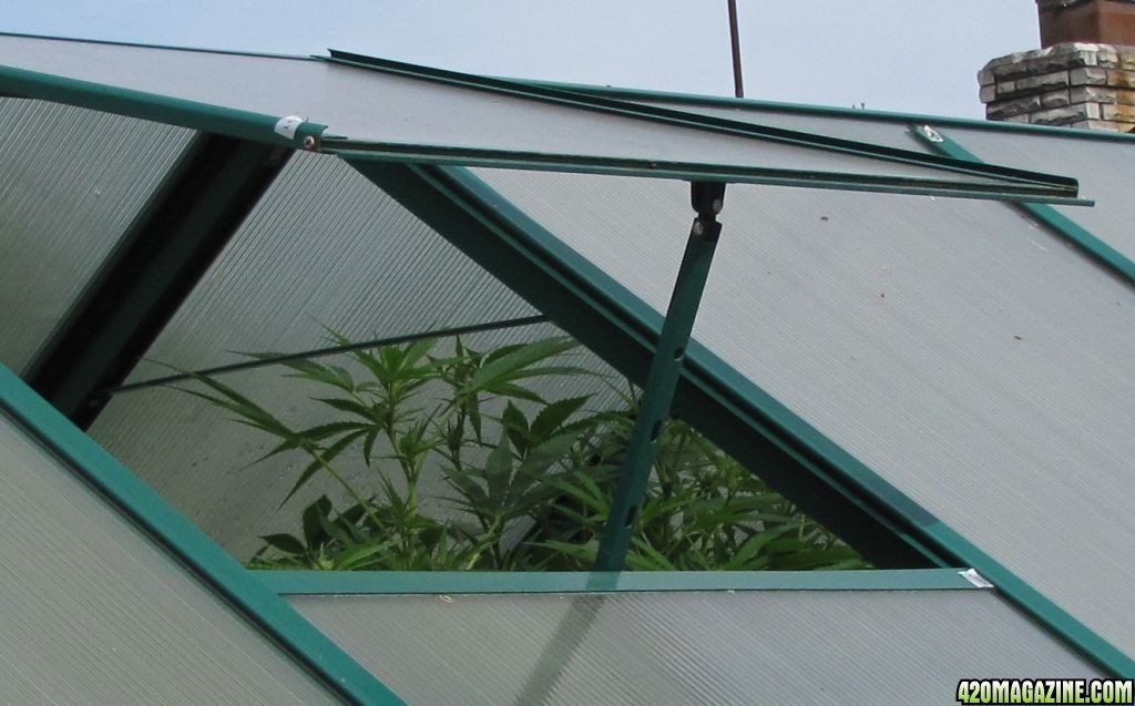 Greenhouse5.JPG