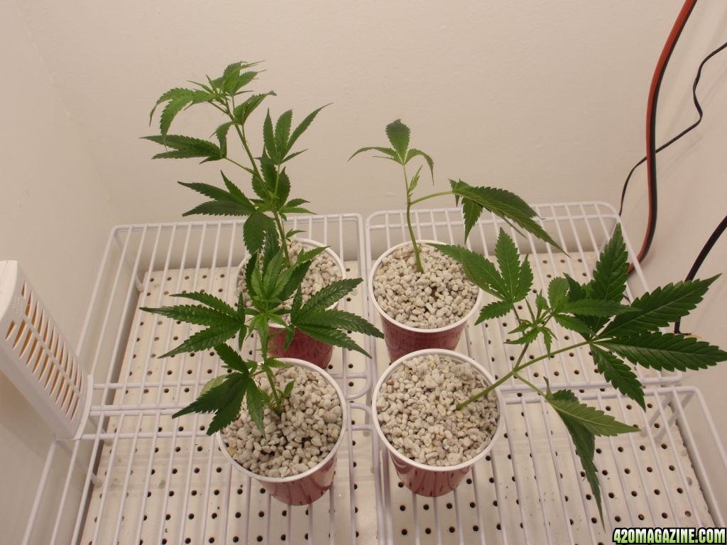 Grow1_033_phixr_1_.jpg