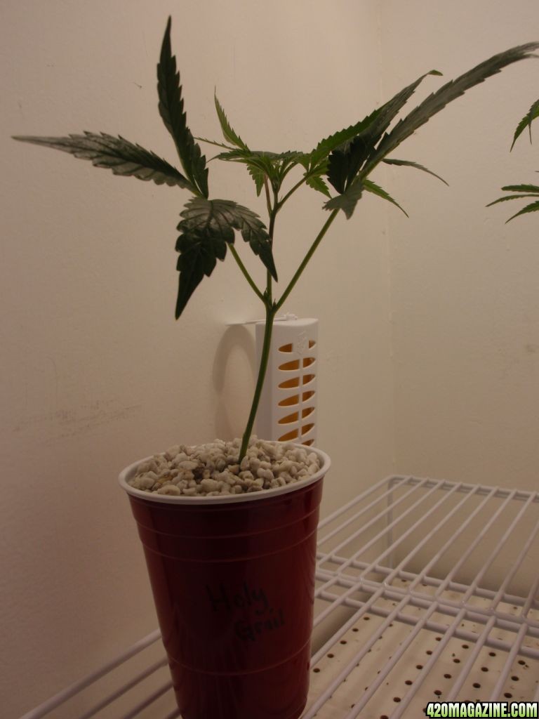 Grow1_037_phixr.jpg