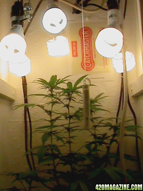 GrowCabPanoramic-02.jpg