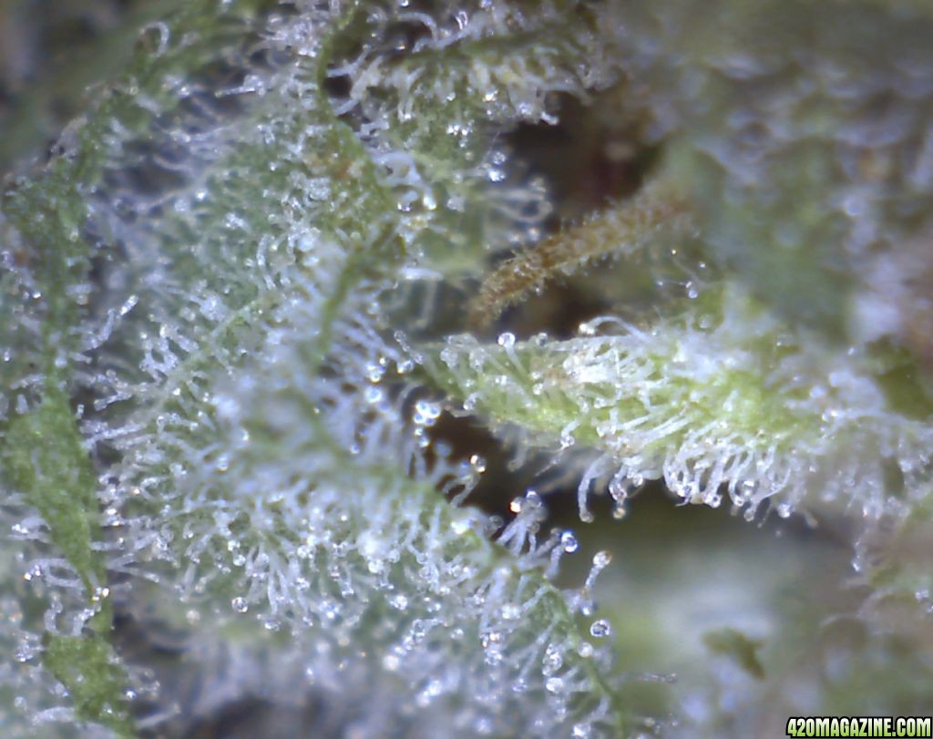 Grow_3_Day_Flower_63_Micro_ww3.jpg