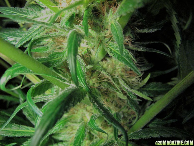 Grow_3_Flower_Day_63_SC_1a.jpg