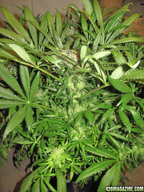 Grow_3_Flower_Day_63_SC_1b.jpg