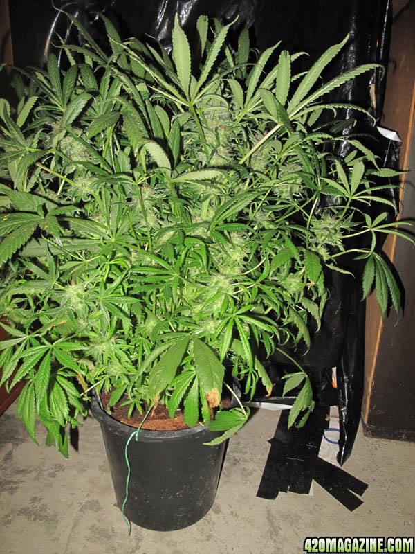 Grow_3_Flower_Day_63_SC_1c.jpg