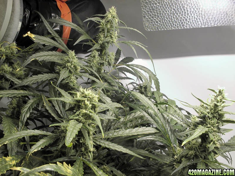 Grow_3_Flower_Day_63_SLH.jpg